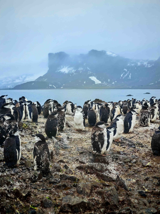 Veliki Gogo, prvi Šibenčanin na Antarktici: 'Skočio sam u more dva puta, a pingvini baš i ne mirišu najbolje'
