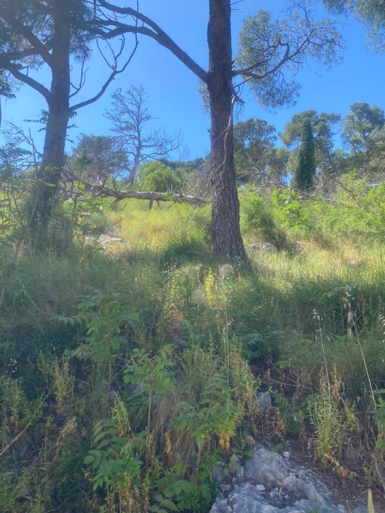 'Zeleni grad' u pogonu: Nakon Vidika, stižu pritužbe i na zapuštenost oko Baronea i Šubićevog šetališta