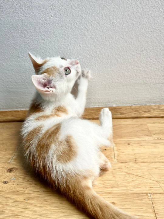 Anđelo iz Šibenskih šapa traži dom: Mačić koji osvaja srce na prvi pogled