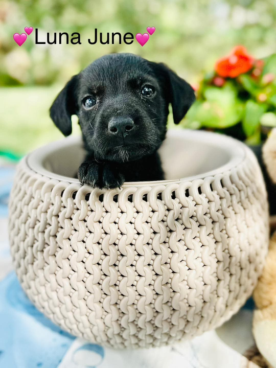 Pomozimo prekrasnoj Luni iz Šibenskih da pronađe dom koji zaslužuje