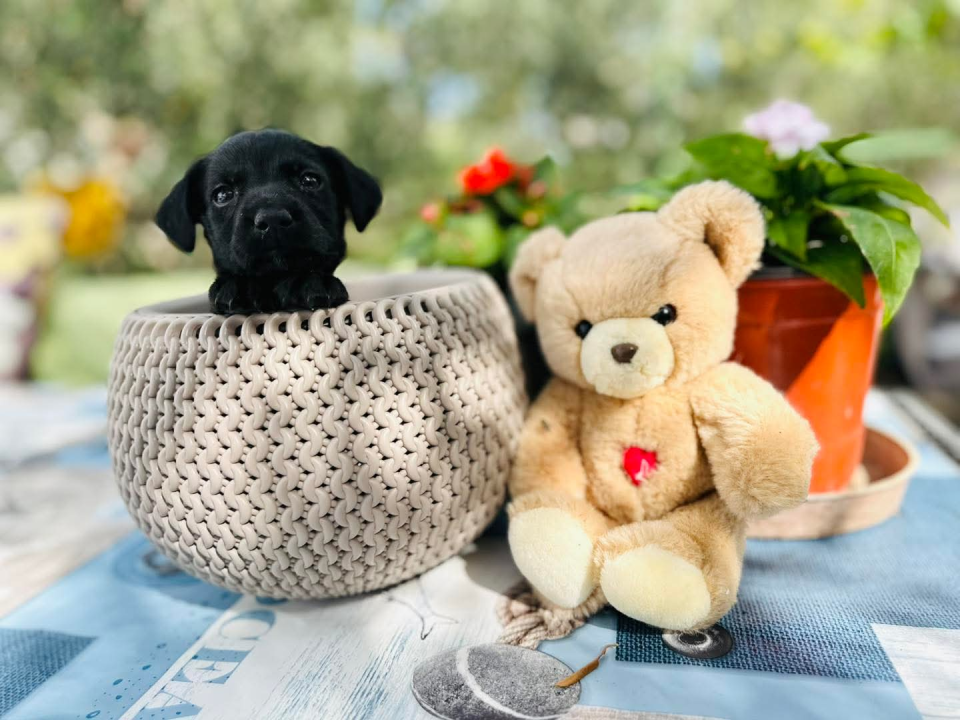 Pomozimo prekrasnoj Luni iz Šibenskih da pronađe dom koji zaslužuje