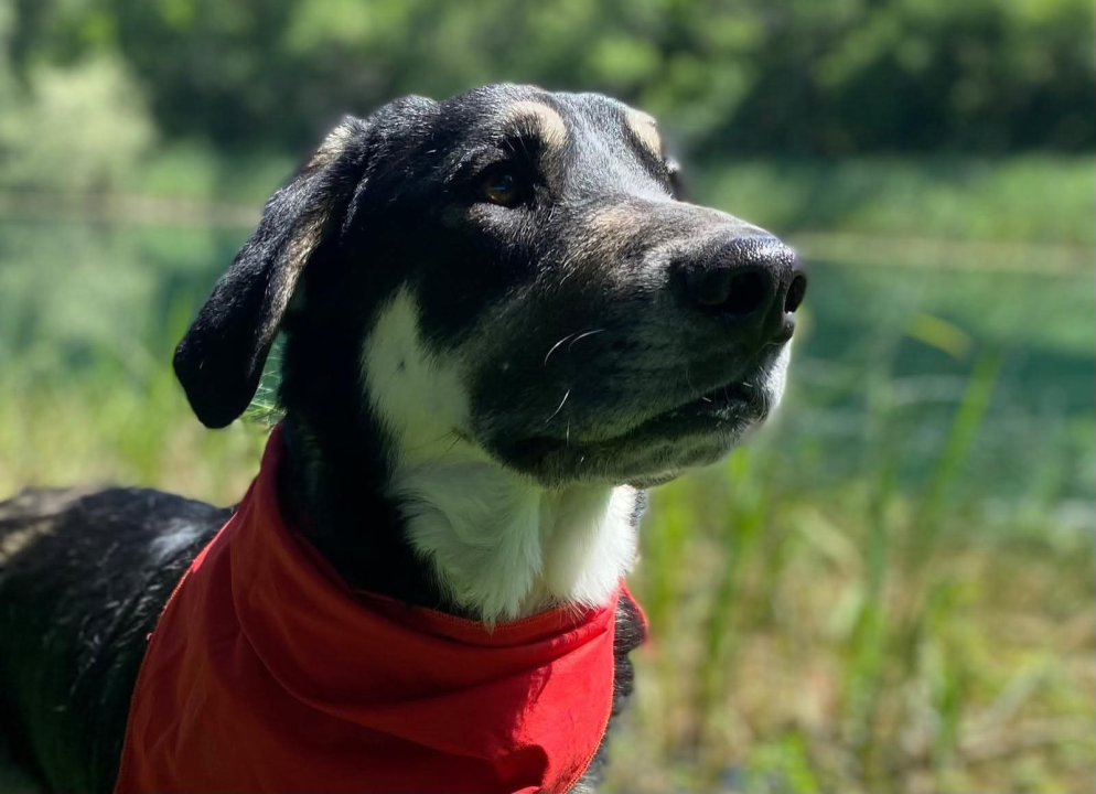 Apel iz Šibenskih šapa: Zorro – pas čije srce još uvijek čeka svoj dom