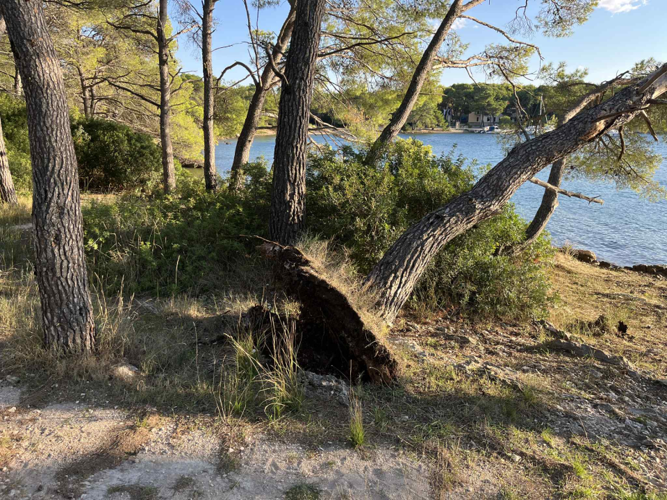 Jaka bura danas odvalila stablo na šetnici sv. Ante. Još se drži, ali pitanje je vremena...
