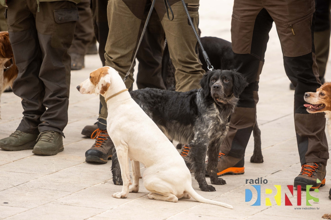 U Drnišu otvoreno Državno prvenstvo u radu lovnih pasa
