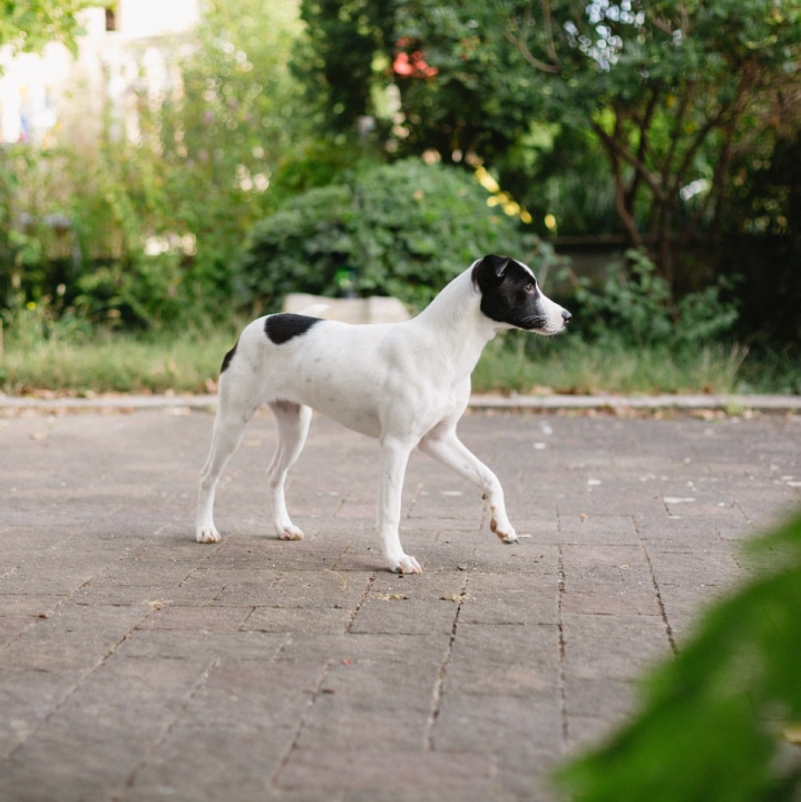 Šestomjesečna kujica Antea traži svoj zauvijek dom i moli za pomoć oko liječenja