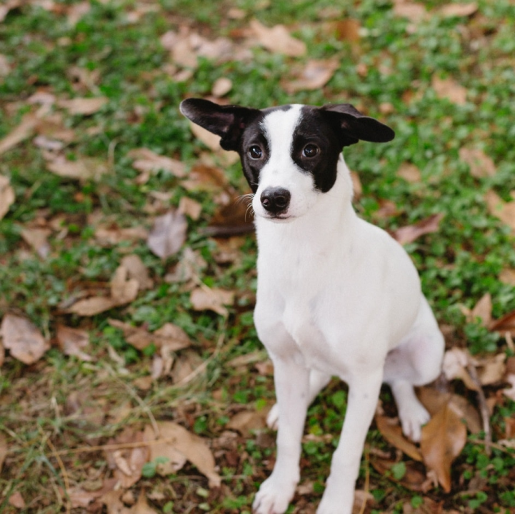 Šestomjesečna kujica Antea traži svoj zauvijek dom i moli za pomoć oko liječenja