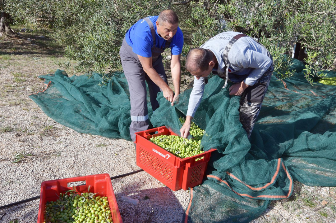 Masline koje liječe: Branitelji oboljeli od PTSP-a započeli s berbom u zaleđu Pirovca