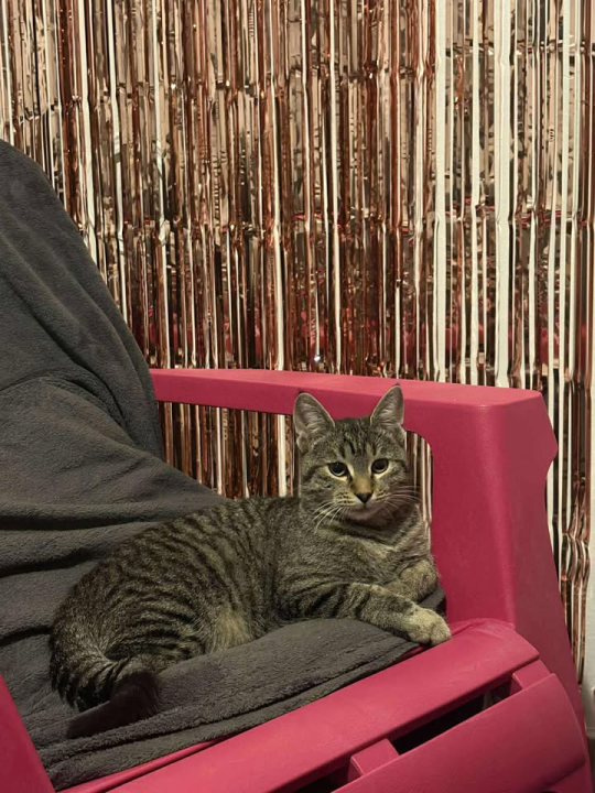 Dvije Nine u Šibeniku su spasile Sushija s ulice, a sada mu traže dom zauvijek