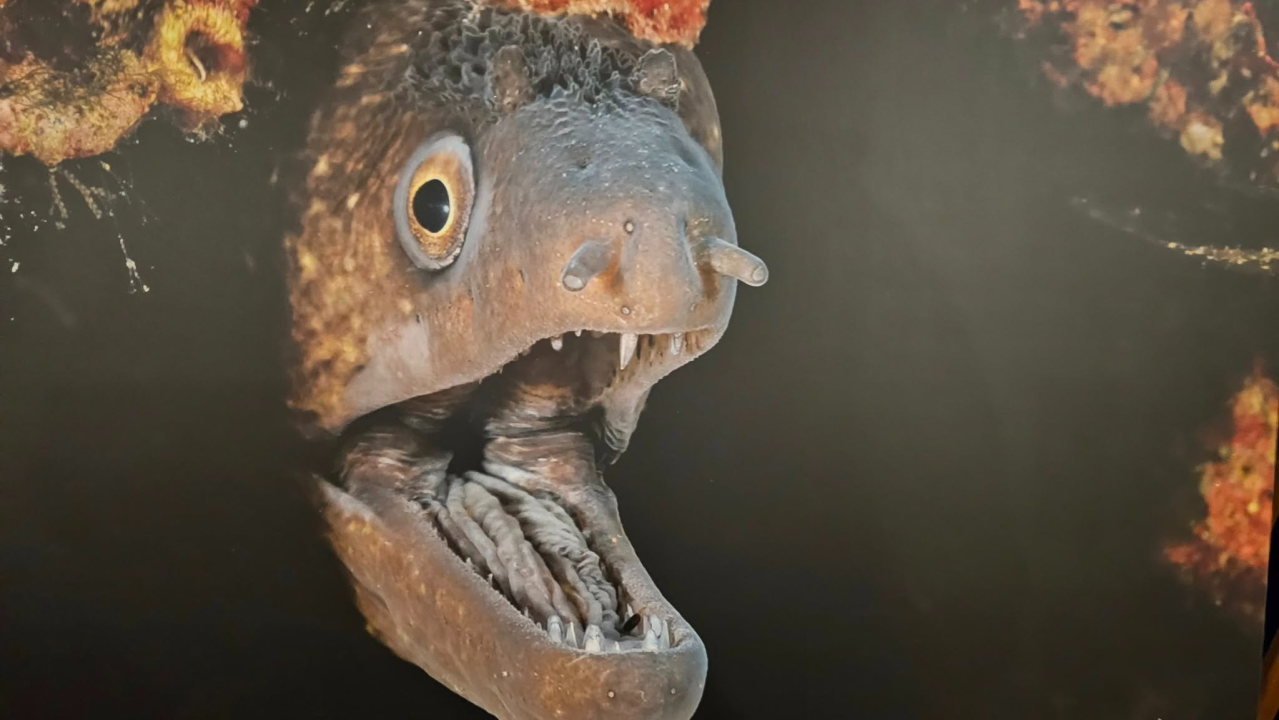 U Azimutu otvorena izložba 'Podmorje'