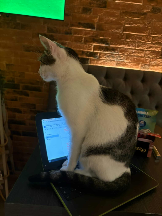 Pero je glavna zvijezda PUB-a 022