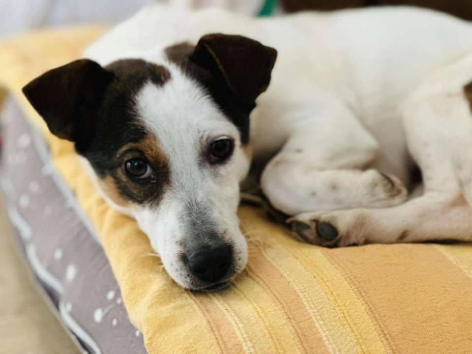 Mia, štićenica Šibenskih šapa, strpljivo čeka svoj zauvijek dom