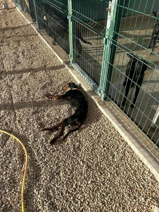 Alarmantno stanje u skloništu šibenskog AS-EKO-a