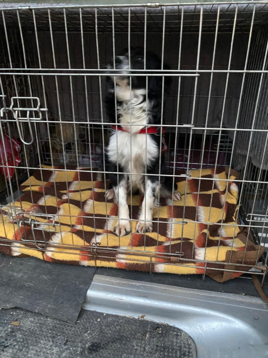 Nakon šokantnih saznanja o uvjetima u As Eku, Šibenske šape slave uspješne udomiteljske akcije: 'Svaka vožnja znači novi početak'