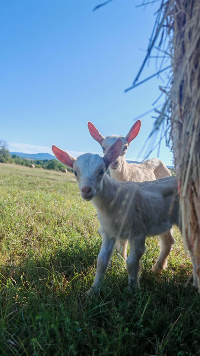 Mario je život u gradu zamijenio selom