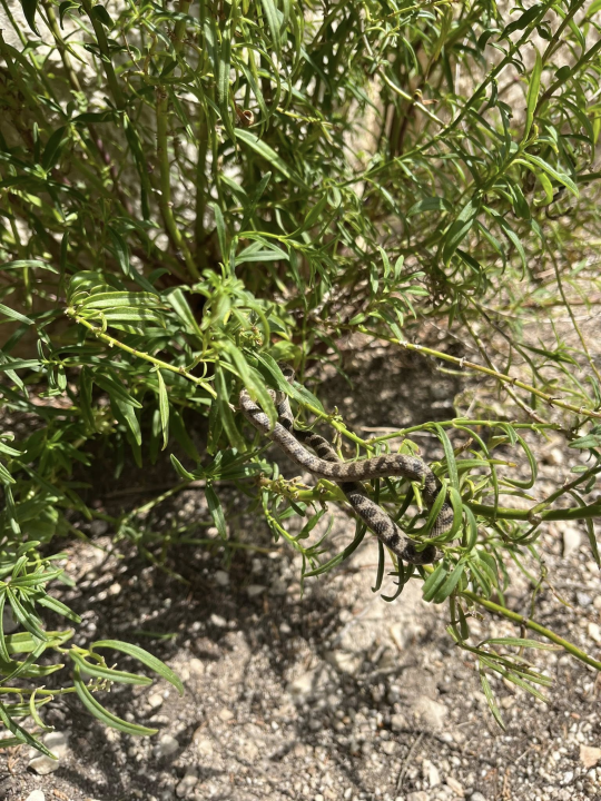 Predivni prizori s 'dragulja s Krke': Visovac je sklad života i mira