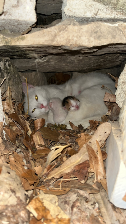 Predivni prizori s 'dragulja s Krke': Visovac je sklad života i mira