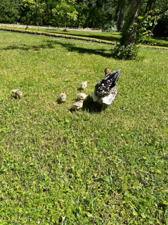 Predivni prizori s 'dragulja s Krke': Visovac je sklad života i mira