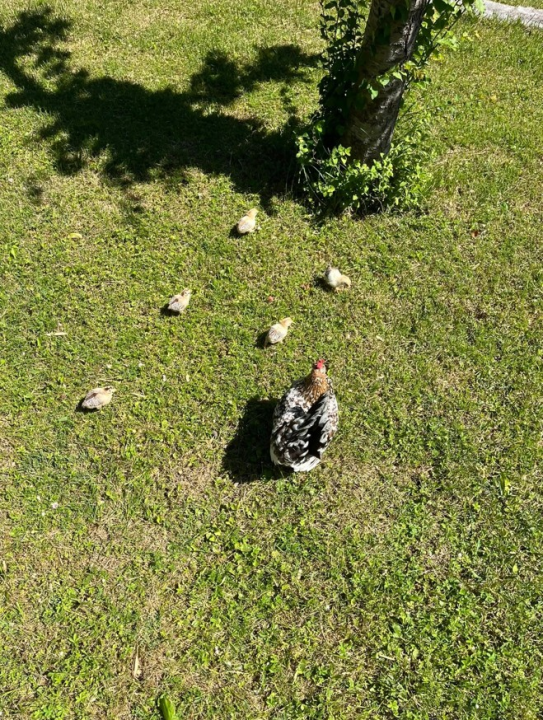 Predivni prizori s 'dragulja s Krke': Visovac je sklad života i mira