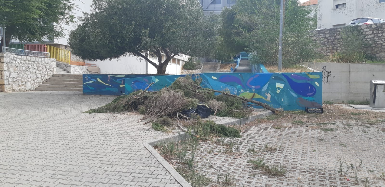 FOTO Počupani grmovi ružmarina kod OŠ Tin Ujević: 'Bili su neodržavani i truli, ispod njih smo našli šprice, boce…'