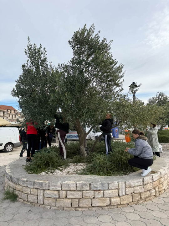 Pirovački školarci zasukali rukave i pridružili se berbi maslina na rivi