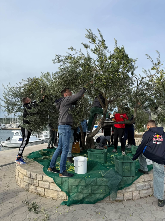 Pirovački školarci zasukali rukave i pridružili se berbi maslina na rivi