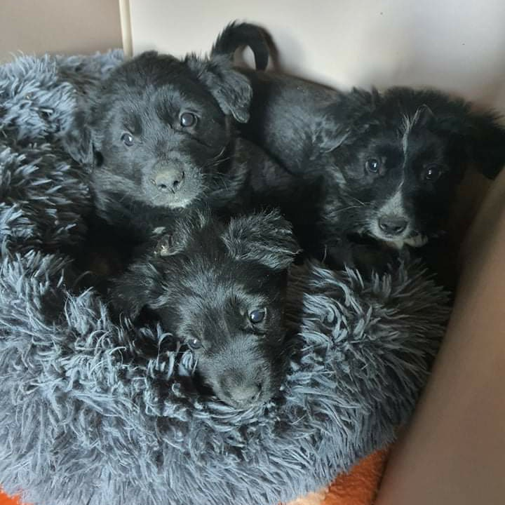 Netko je u gradu odbacio ove tri njuškice stare tek dva mjeseca: Štenci traže siguran dom 