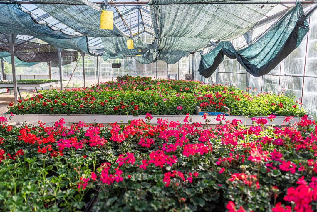 Zeleni grad pripremio dvije tisuće sadnica koje će podijeliti građanima: pelargonije, petunije, vodenike, gazanije…