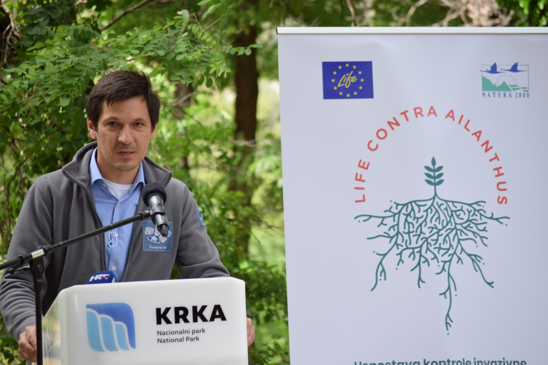 Na Krki traje borba protiv pajasena, strane vrste koja 'guta sve pred sobom': Plan ga je ukloniti iz parka 