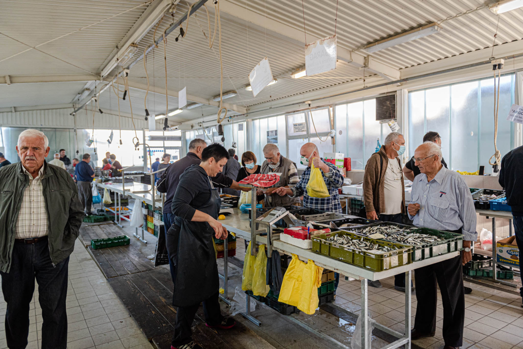 Od ogromnih kokota i mola sa šibenske peškarije dalo bi se skuhati juhu za omanji bataljun  