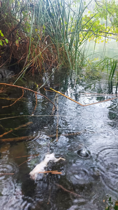 Udruga Titius Lozovac upozorava na povećan pomor ribe u Krki: 'Sve se preklapa s izvođenjem radova na plaži u Skradinu' 