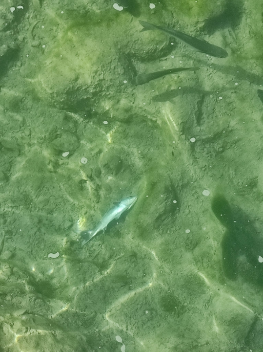 Udruga Titius Lozovac upozorava na povećan pomor ribe u Krki: 'Sve se preklapa s izvođenjem radova na plaži u Skradinu' 