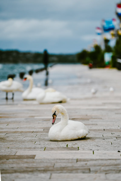 Jako jugo smeta svima: Labudovi se prebacili na rivu, nema odmora na uzburkanom moru 