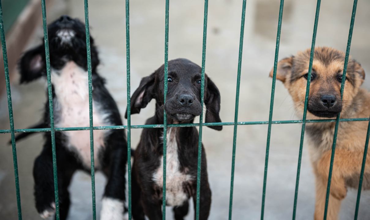 Reportaža iz As-Eka:  Malik, Mrva, Lisac, Stela... i oni bi s nekim ušli u Novu godinu!