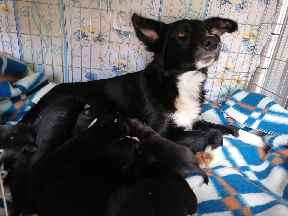 Kninska udruga Berta pred zidom: U samo jednom danu 19 odbačenih štenaca koje sad treba othraniti