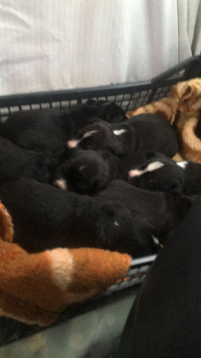 Kninska udruga Berta pred zidom: U samo jednom danu 19 odbačenih štenaca koje sad treba othraniti