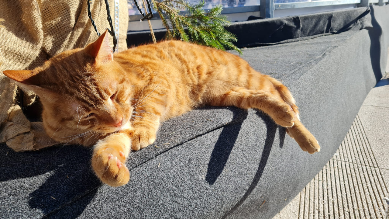 Debeljuškasti mačak ne zna da klizalište na kojem se udomaćio odlazi za par dana: Hrani li ga netko zimi ili mu je potreban novi dom?