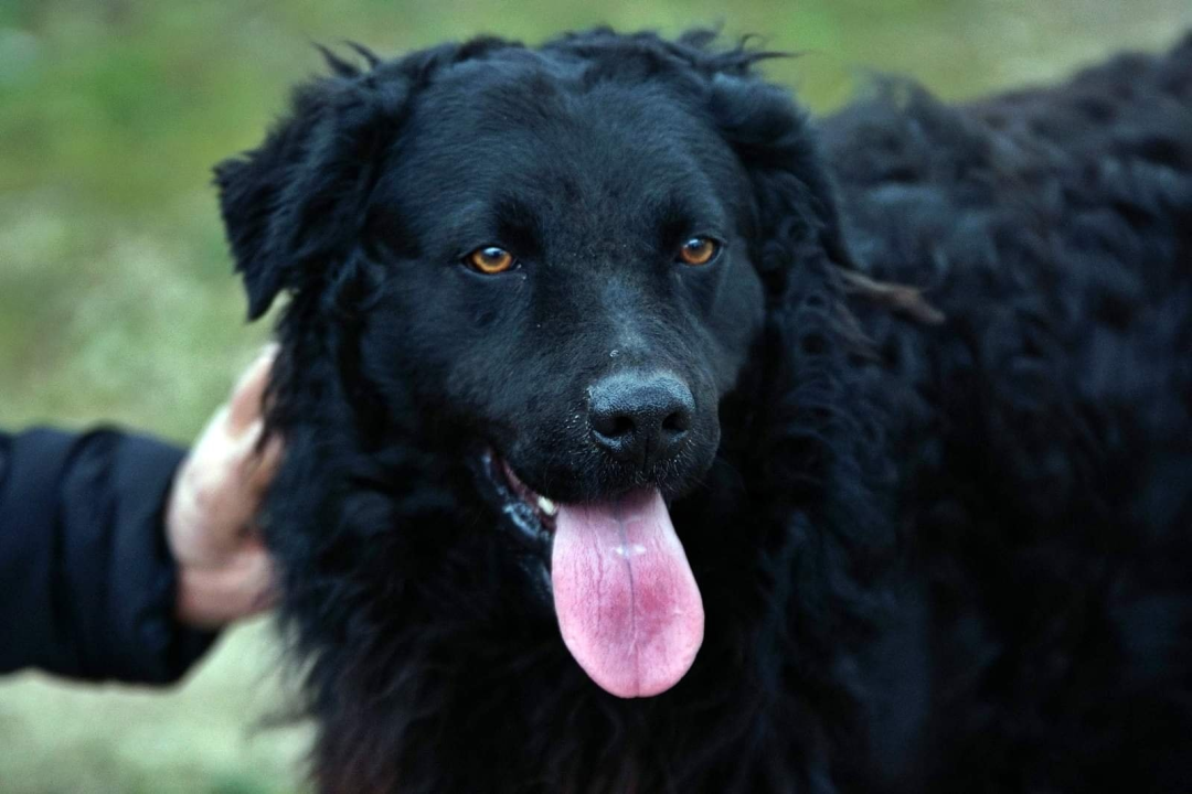 U selu kod Šibenika preminuo vlasnik umiljatog psa i devet maca: Životinje ostale bez ikoga, traže se novi domovi