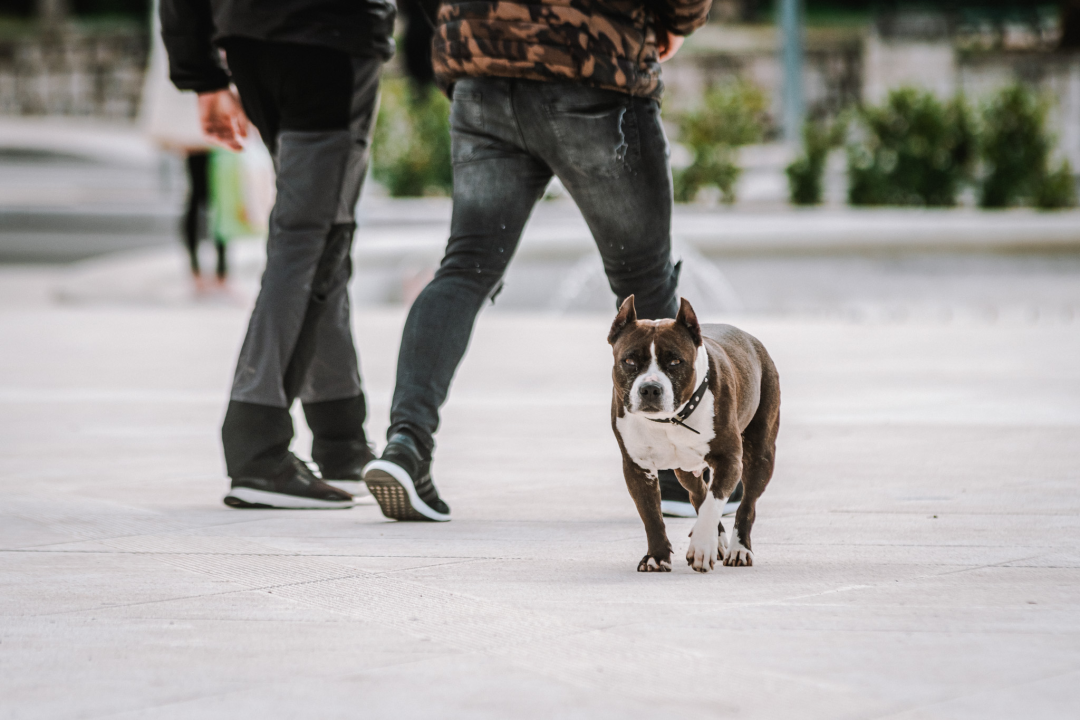 FOTO Đir po gradu, petak 1. travnja