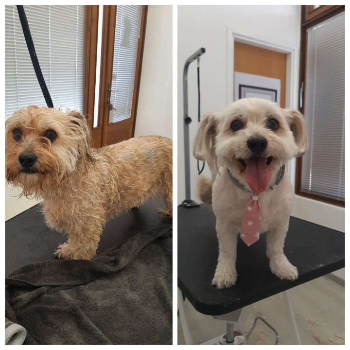 Salon za šišanje pasa Luki pružit će najbolju njegu vašim ljubimcima!