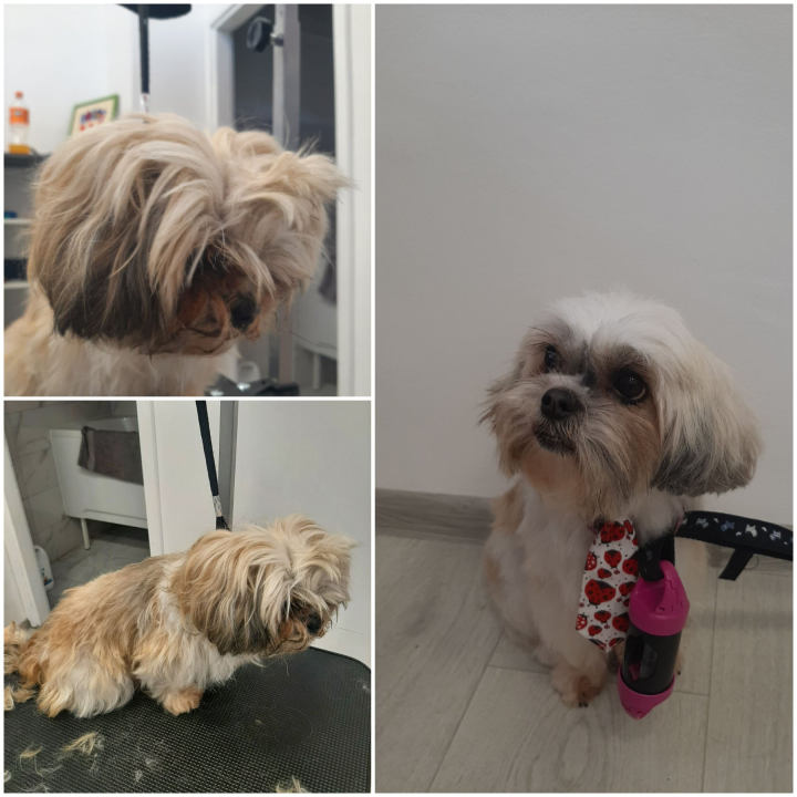 Salon za šišanje pasa Luki pružit će najbolju njegu vašim ljubimcima!