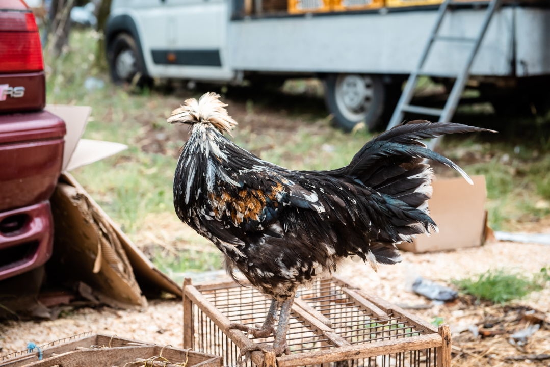 Bili smo na Benkovačkom sajmu: Najtraženija 'roba' su CD-evi Thompsona i Bulića, a za prasetinu se čeka red