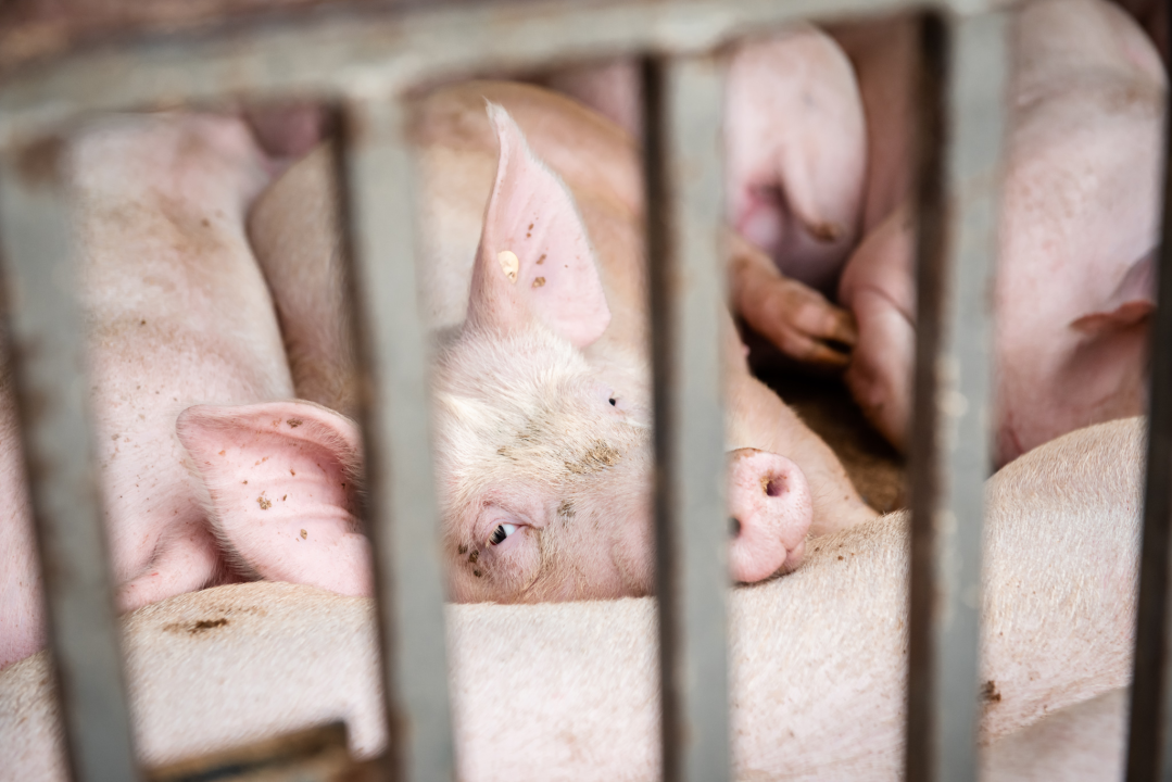 Bili smo na Benkovačkom sajmu: Najtraženija 'roba' su CD-evi Thompsona i Bulića, a za prasetinu se čeka red