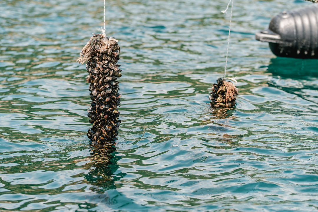 Posjetite novootvorenu kušaonicu školjaka i vina Oyster22! 
