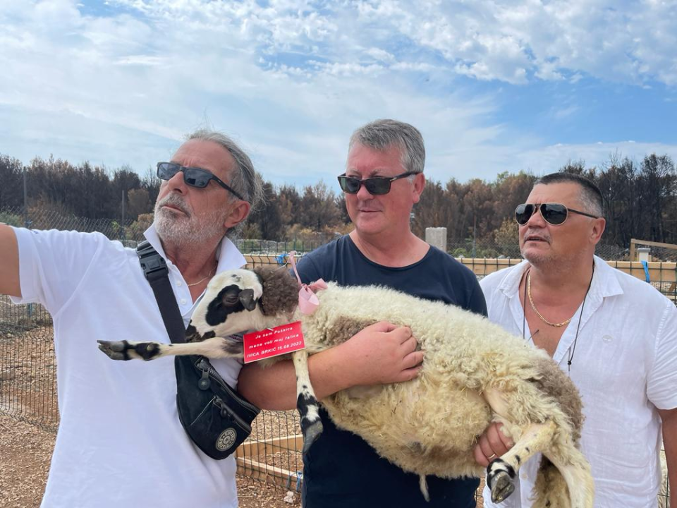 U Šibeniku spašen jedan janjeći život: 'To je poklon za bivšu janjocidnu osobu koja je danas janjofil'