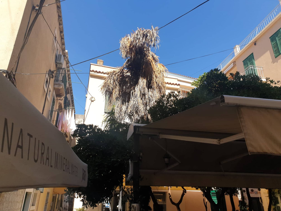 Zeleni grad uklonit će suhe palme s 'Trga 4 štekata': Jučer je jedna pala posred lokala na dječje igralište 