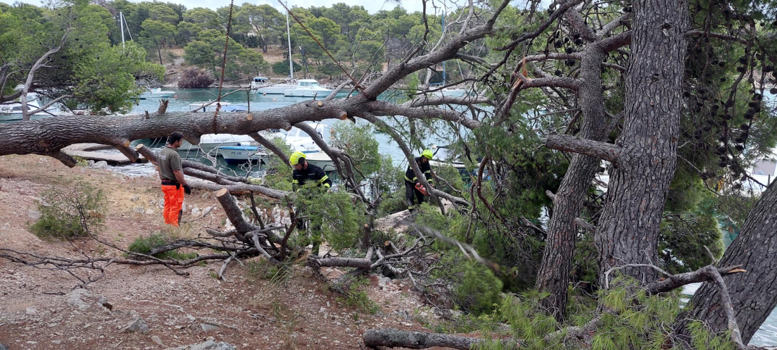 Sve je prošlo lišo: Srušio se stari bor na Poratu u Primoštenu
