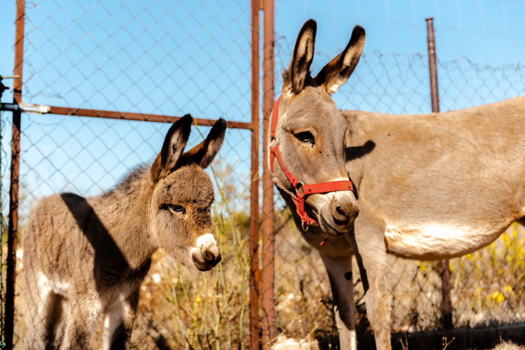 Suzana je učionicu zamijenila farmom u Dubravi: 'Kriza ima, ali svoju odluku nikada nisam požalila'
