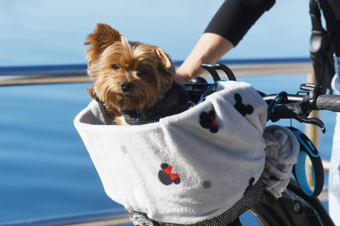 Na ovaj prizor na šibenskoj rivi sigurno je rijetko tko ostao ravnodušan