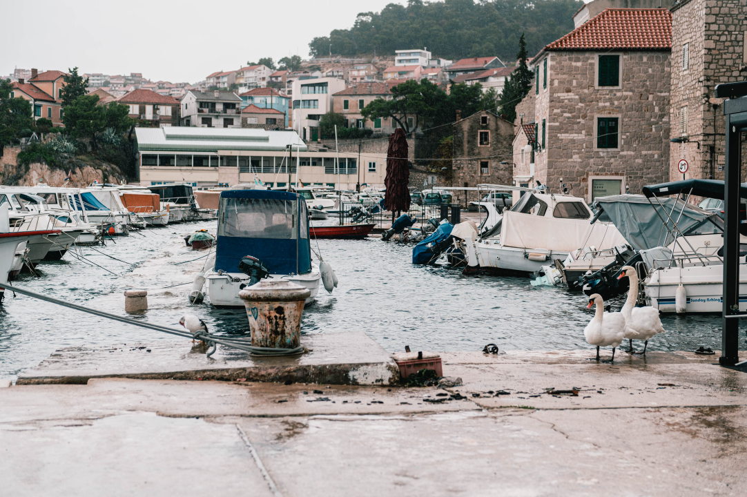 Patak Mile je dolački mezimac, labudovi nisu dobrodošli: ‘Posla bi ih kod britanske kraljice’