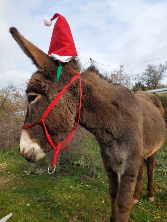 Božićni duh u skradinskom zaleđu: Magarice s kapicama prave pozerice